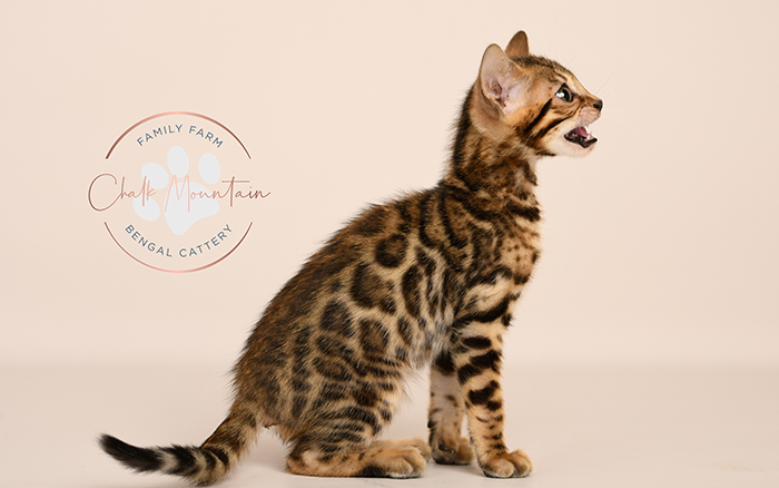 Bengal kitten for sale